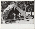 Tent belonging to Mexican labor from Texas, who was brought from Texas by contractor for the duration of cotton picking season. Hopson Plantation, near Clarksdale, Mississippi Delta, Mississippi