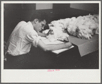 Classing cotton in factor's office, Memphis, Tennessee