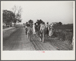 Negroes returning home after cotton picking, Sunflower Plantation, FSA (Farm Security Administration) project, Merigold, Mississippi