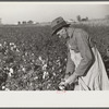 Farmer picking cotton on Sunflower Plantation, FSA (Farm Security Administration) project, Merigold, Mississippi