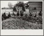 Corn shucking on farm near the Fred Wilkins place, Granville County, North Carolina