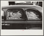 Farmers bring their tobacco on trailers and sometimes in their cars to the warehouse where it will be auctioned. Durham, North Carolina