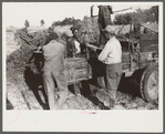 Baling hay on the Mary E. Jones place of about 140 acres. The sons W.E. and R.E. Jones own ninty-nine and sixty acres respectively. There are eight mules on the entire place, two cows, and this year, forty acres in tobacco--no cotton