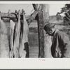 Hog killing on Milton Puryeur place. He is a Negro owner of five acres of land. Rural Route No. 1, Box 59, Dennison, Halifax County, Virginia. This is six miles south (on Highway No. 501) of South Boston