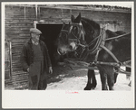 Hired man and team, Putney Homesteads, near Woodstock, Vermont