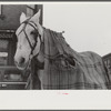 Woodstock, Vermont. Horse of a garbage and rubbish collector