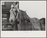 Woodstock, Vermont. Horse of a garbage and rubbish collector