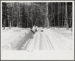Hauling timber by tractor to the road where it is taken by truck to the mill. Near Barnard, Windsor county, Vermont