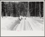 Hauling timber by tractor to the road where it is taken by truck to the mill. Near Barnard, Windsor county, Vermont