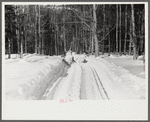 Hauling timber by tractor to the road where it is taken by truck to the mill. Near Barnard, Windsor county, Vermont