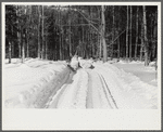 Hauling timber by tractor to the road where it is taken by truck to the mill. Near Barnard, Windsor county, Vermont