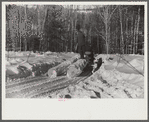 Hauling timber by tractor to the road where it is taken by truck to the mill. Near Barnard, Windsor county, Vermont