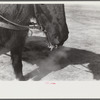 Woodstock, Vermont(?). Horse on a very cold day