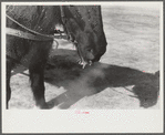 Woodstock, Vermont(?). Horse on a very cold day