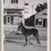 A donkey in Palestine