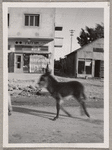 A donkey in Palestine