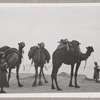 Lisan Kay with camels in Jaffa