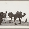 Lisan Kay with camels in Jaffa