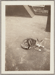 Lisan Kay and Yeichi Nimura's cat, James