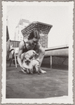 Lisan Kay with her cats Wang and Ting on the roof of Carnegie Hall