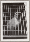 Lisan Kay and Yeichi Nimura's cat Ting