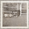 Lisan Kay and Yeichi Nimura's cats Wang and Ting