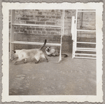 Lisan Kay and Yeichi Nimura's cats Wang and Ting