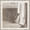 Lisan Kay and Yeichi Nimura's cat Wang