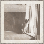 Lisan Kay and Yeichi Nimura's cat Wang