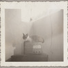 Lisan Kay and Yeichi Nimura's cat Wang