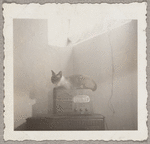 Lisan Kay and Yeichi Nimura's cat Wang