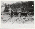 Timber levelled by 1938 hurricane at sawmill near Warren, New Hampshire
