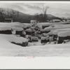 Timber levelled by 1938 hurricane at sawmill near Warren, New Hampshire
