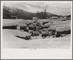 Timber levelled by 1938 hurricane at sawmill near Warren, New Hampshire