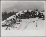 Timber levelled by 1938 hurricane at sawmill near Warren, New Hampshire