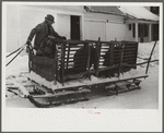 Hauling hogs to be slaughtered. Near Woodstock, Vermont