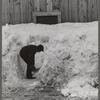 Young son of Clinton Gilbert shoveling snow away from window of barn to let in some light. Clinton Gilbert farm near Woodstock, Vermont