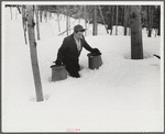 Hired man of Frank H. Shurtleff gathering sap from sugar trees for making maple syrup. Sugaring is a social event and is enjoyed by all young people and children in the neighborhood. The Shurtleff farm has about 400 acres and was