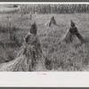 Orchard grass ready to be threshed. Oldham County, Kentucky