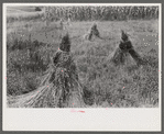 Orchard grass ready to be threshed. Oldham County, Kentucky