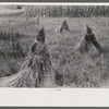 Orchard grass ready to be threshed. Oldham County, Kentucky