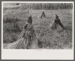 Orchard grass ready to be threshed. Oldham County, Kentucky