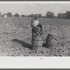 Harvesting potatoes. Jefferson County, Kentucky