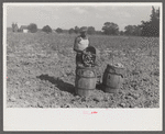 Harvesting potatoes. Jefferson County, Kentucky