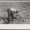 Harvesting potatoes. Jefferson County, Kentucky