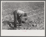 Harvesting potatoes. Jefferson County, Kentucky