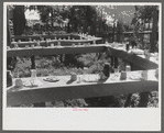 Table in picnic grove set for St. Thomas church supper near Bardstown, Kentucky