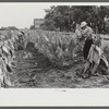 Farmers cutting tobacco and putting it on sticks to wilt before taking it to barn for drying and curing. In region between Louisville and Lexington, Kentucky