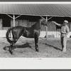 Winners in the Shelby County Horse Show and Fair. Shelbyville, Kentucky
