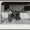 Elaborate preparations are made for entries in Shelby County Horse Show and Fair. Shelbyville, Kentucky